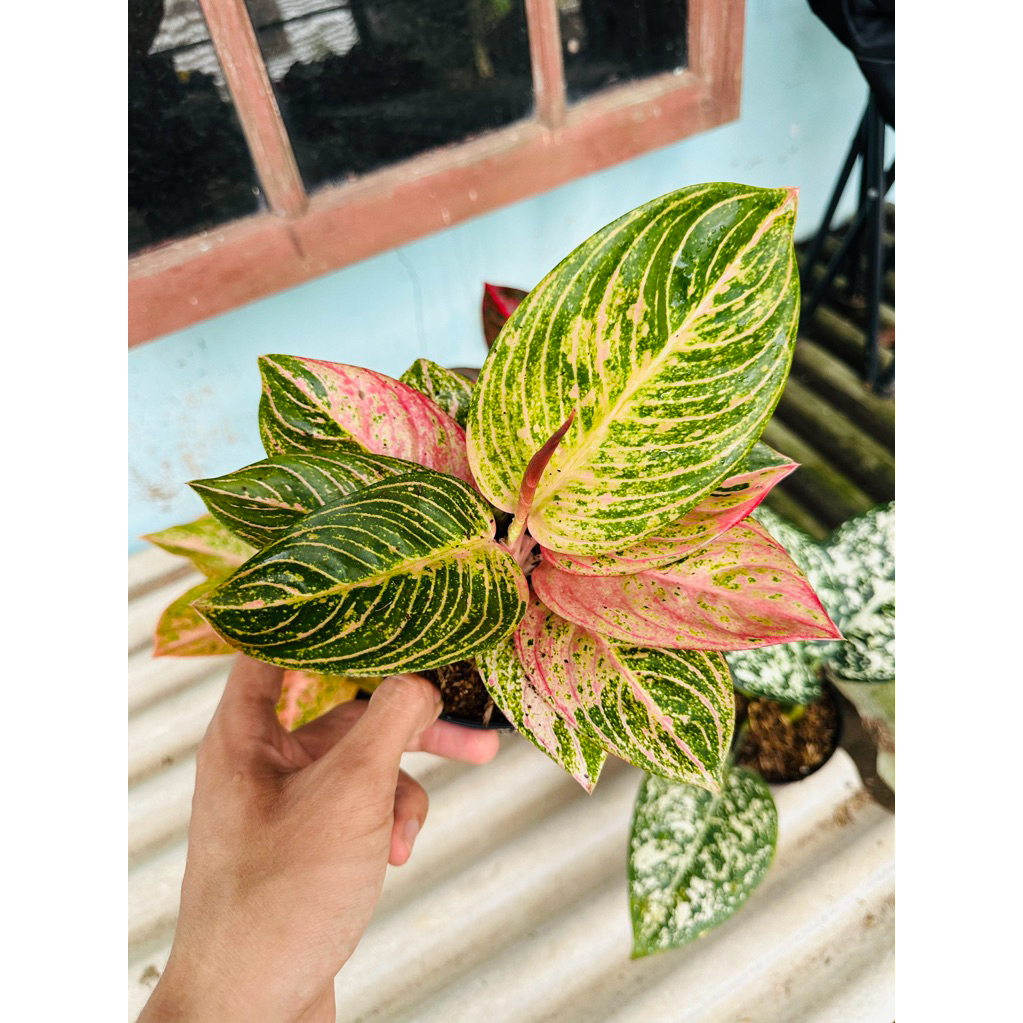 Aglonema asri merah tanian lokal