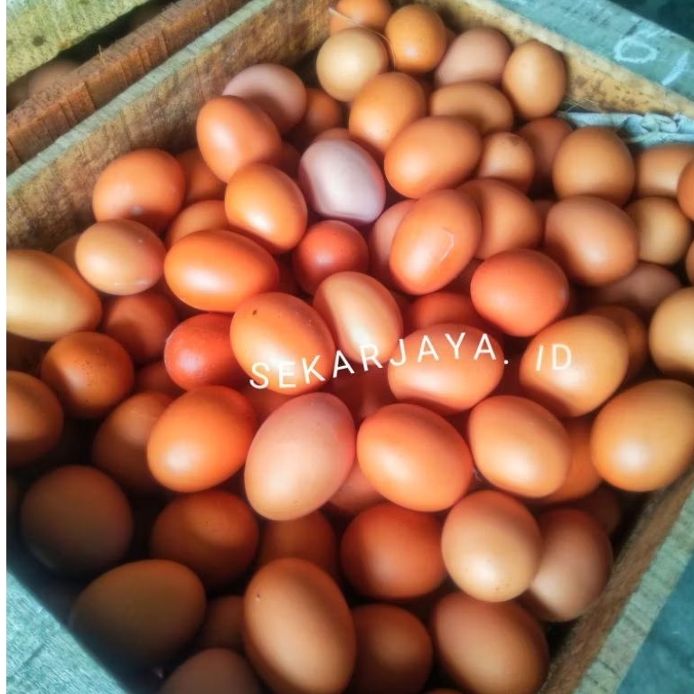 Telur Ayam Negeri fresh ( BALUNG JEMBER )