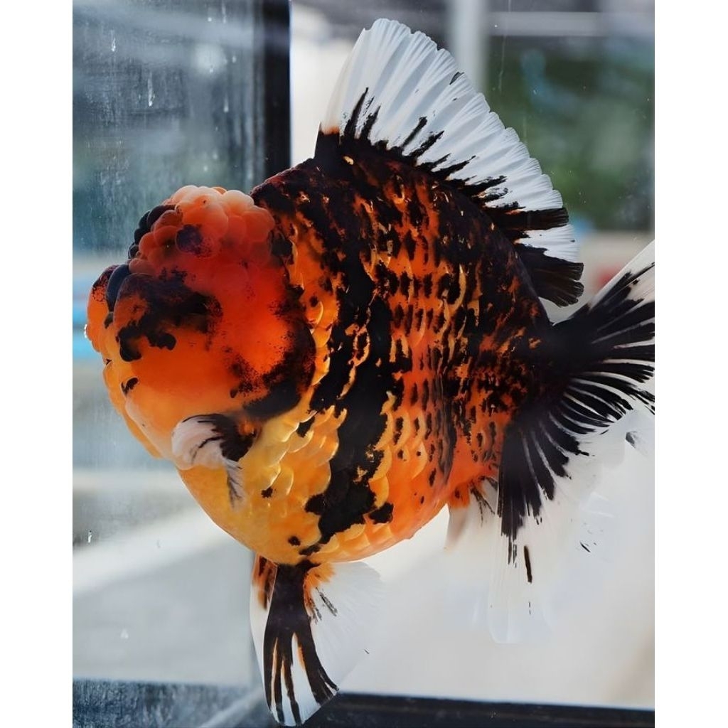 IKAN HIAS KOKI GOLDFISH ORANDA SHORTAIL TIGER SIZE M-L