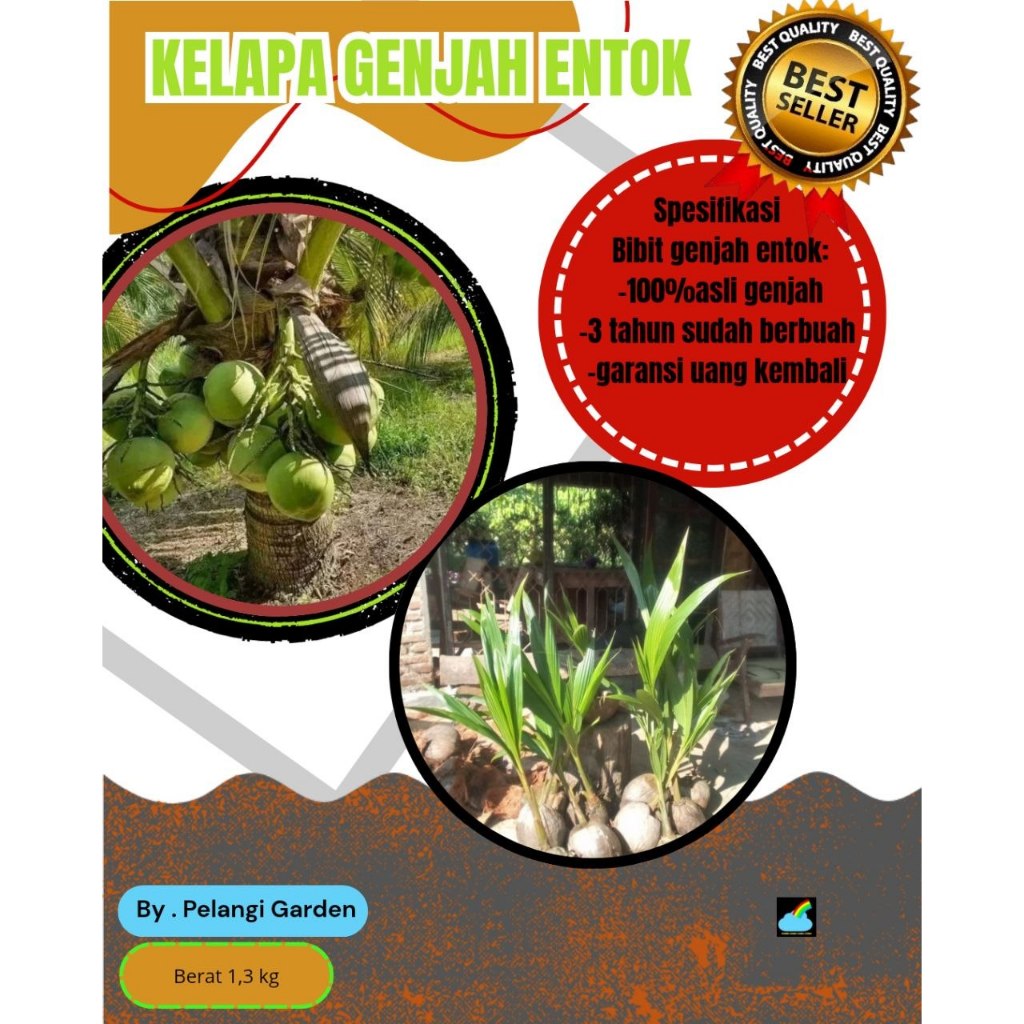 TERBAIK  Bibit Kelapa Genjah Entok, Bibit Kelapa Genjah Entok Bersertifikat, Bibit Kelapa Genjah Ent