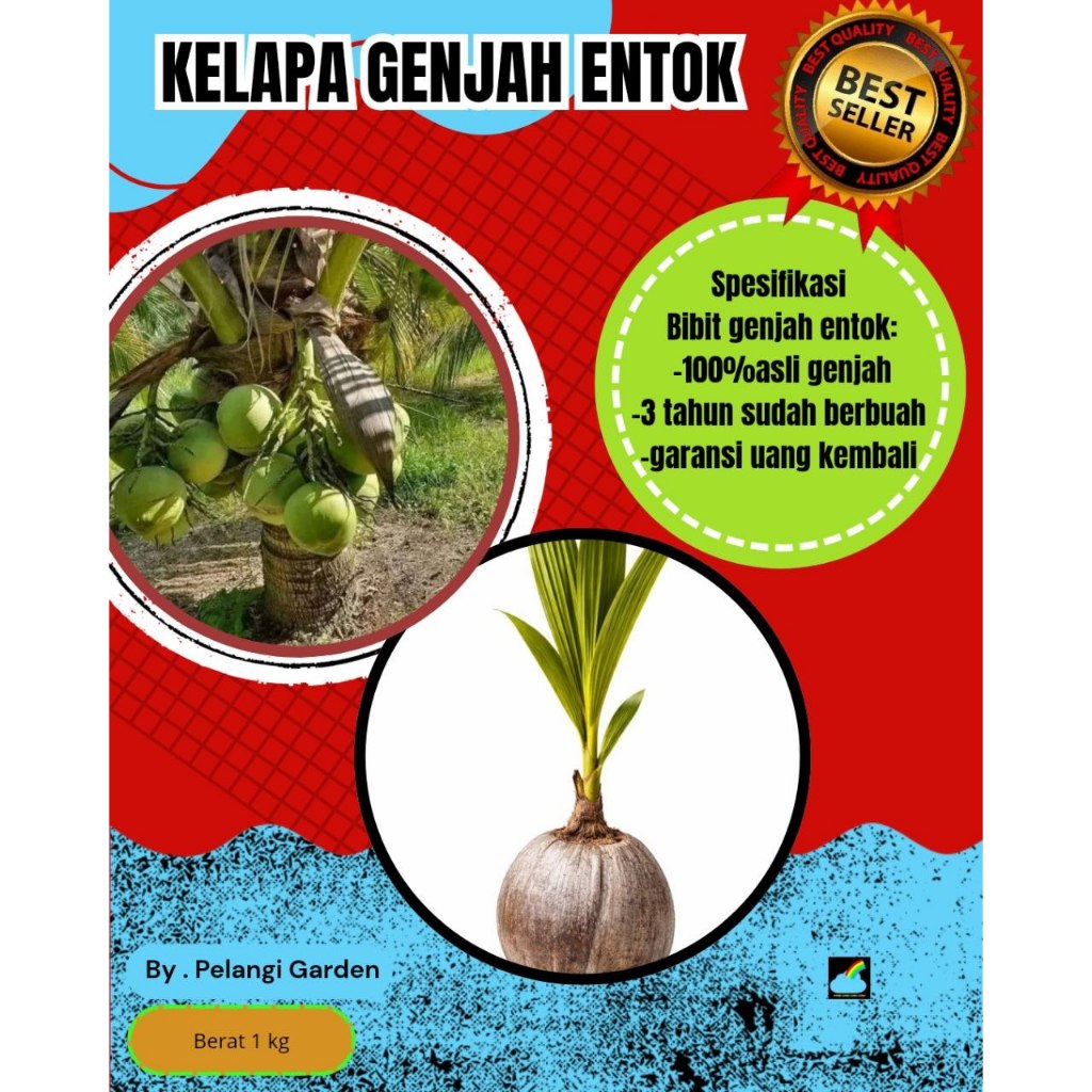 HARGA PETANI  Pohon Kelapa Pendek Berbuah Lebat