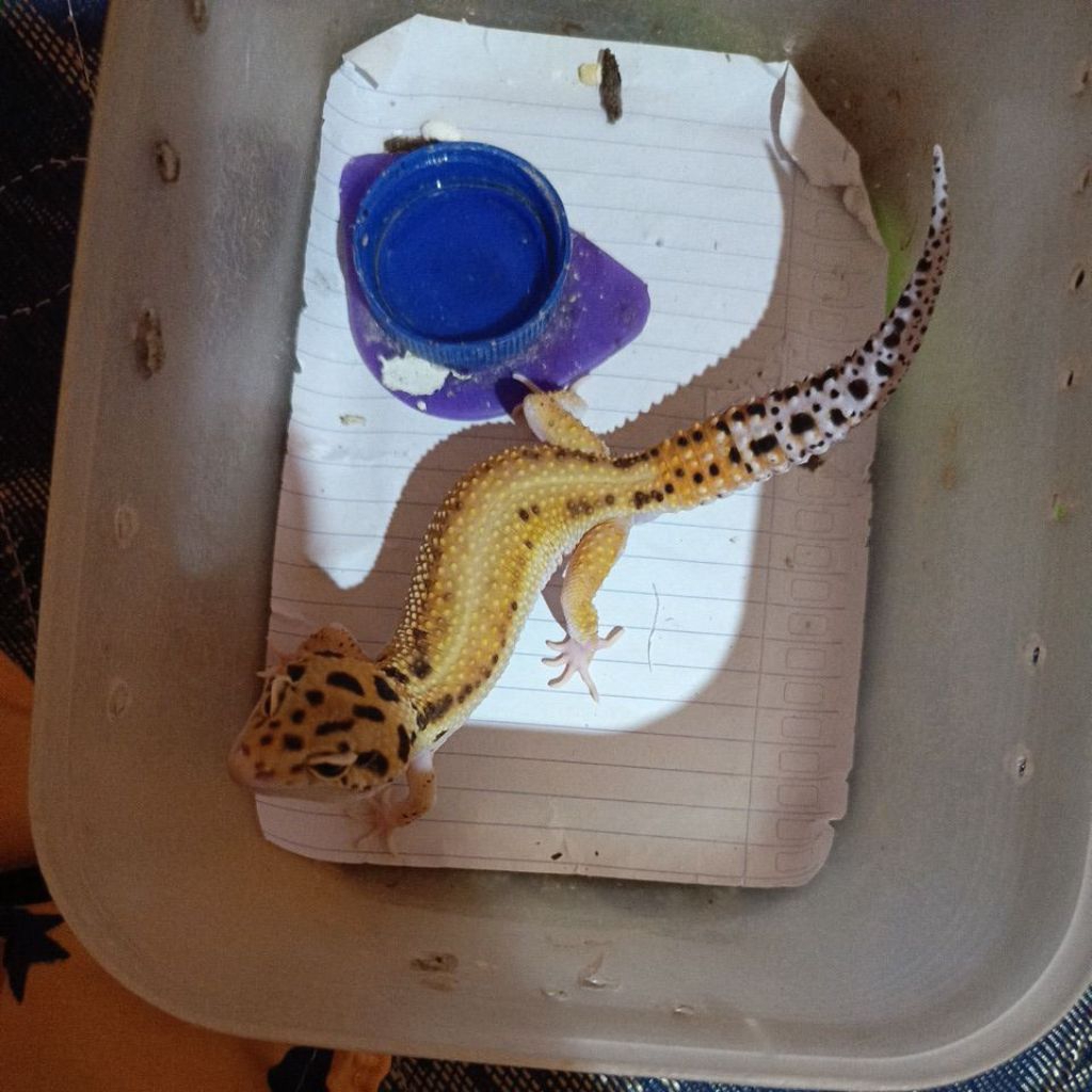 gecko dewasa