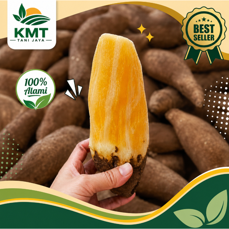 KMT - Ubi Yakon 1/2 Kg Segar Kriuk Tanpa Direbus | 500gram | Ubi Khas Wonosobo | Ubi Yacon | ubi yak