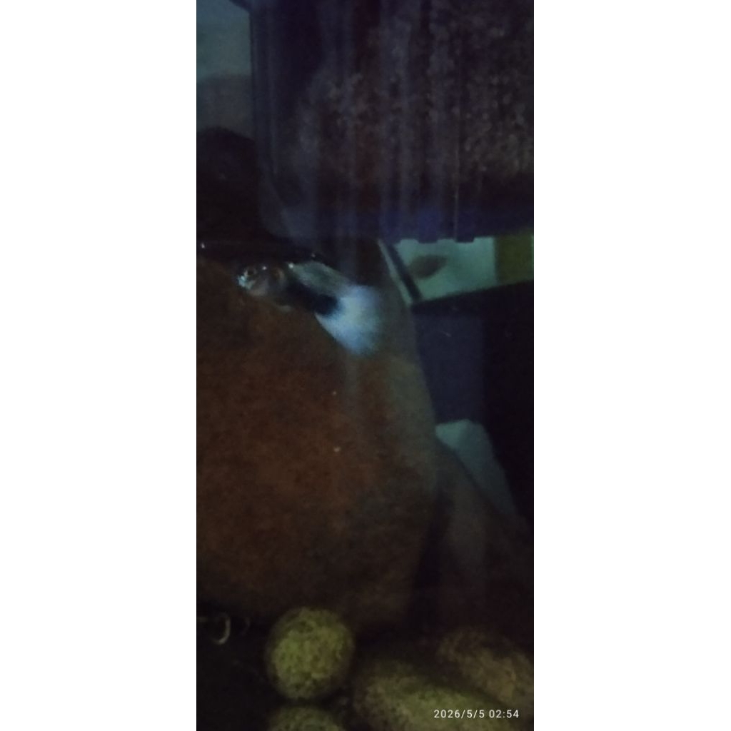 guppy hb white pastel