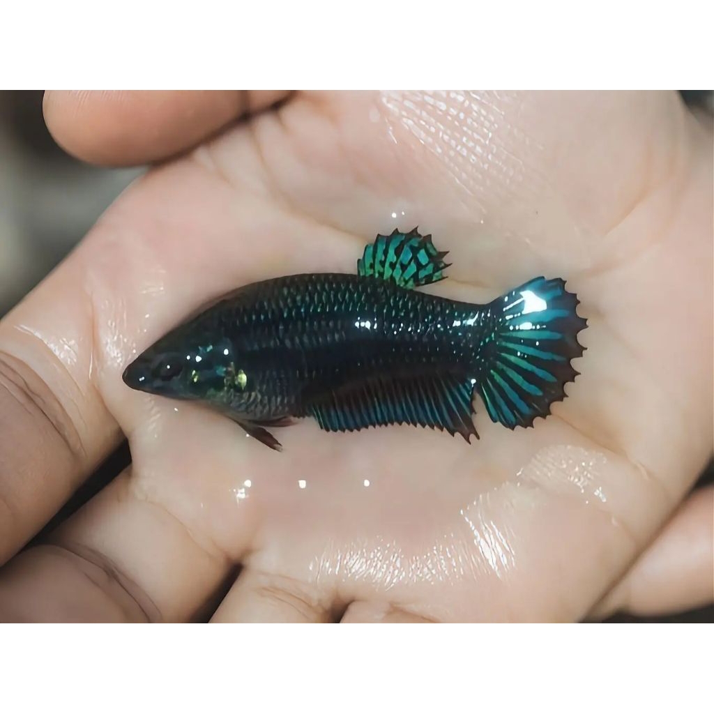 HIASAN AQUARIUM CUPANG PLAKAT BETINA BAGAN LOKAL INDUKAN 100% GARANSI