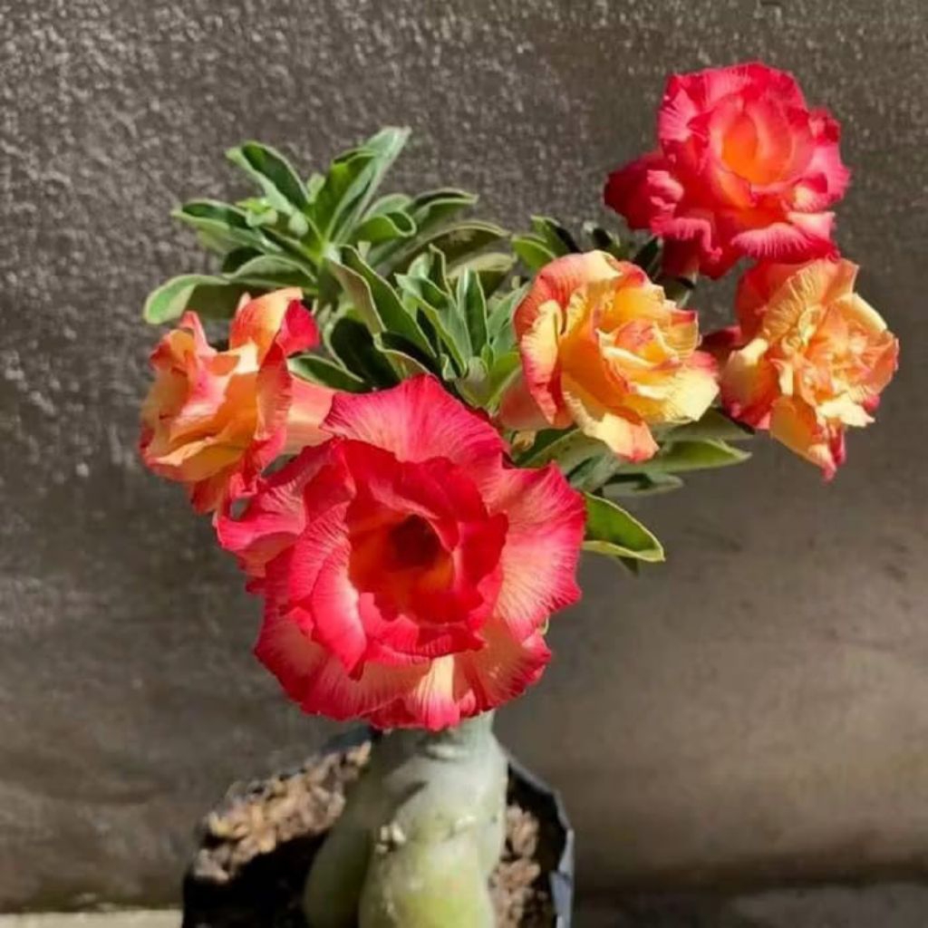 Tanaman Hias Adenium Kamboja Bunga tumpuk warna red- kuning