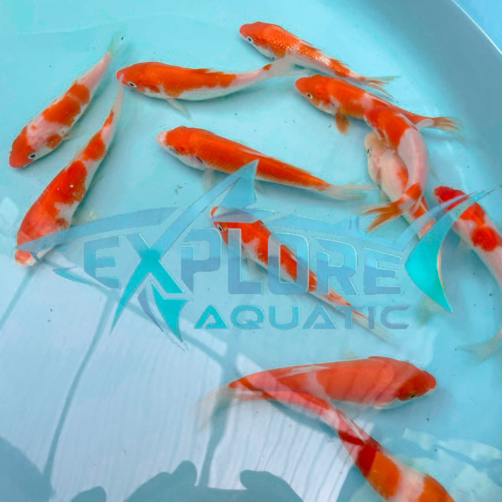 Koi Kohaku 10-12cm - Ikan Hias Aquarium Dan Kolam