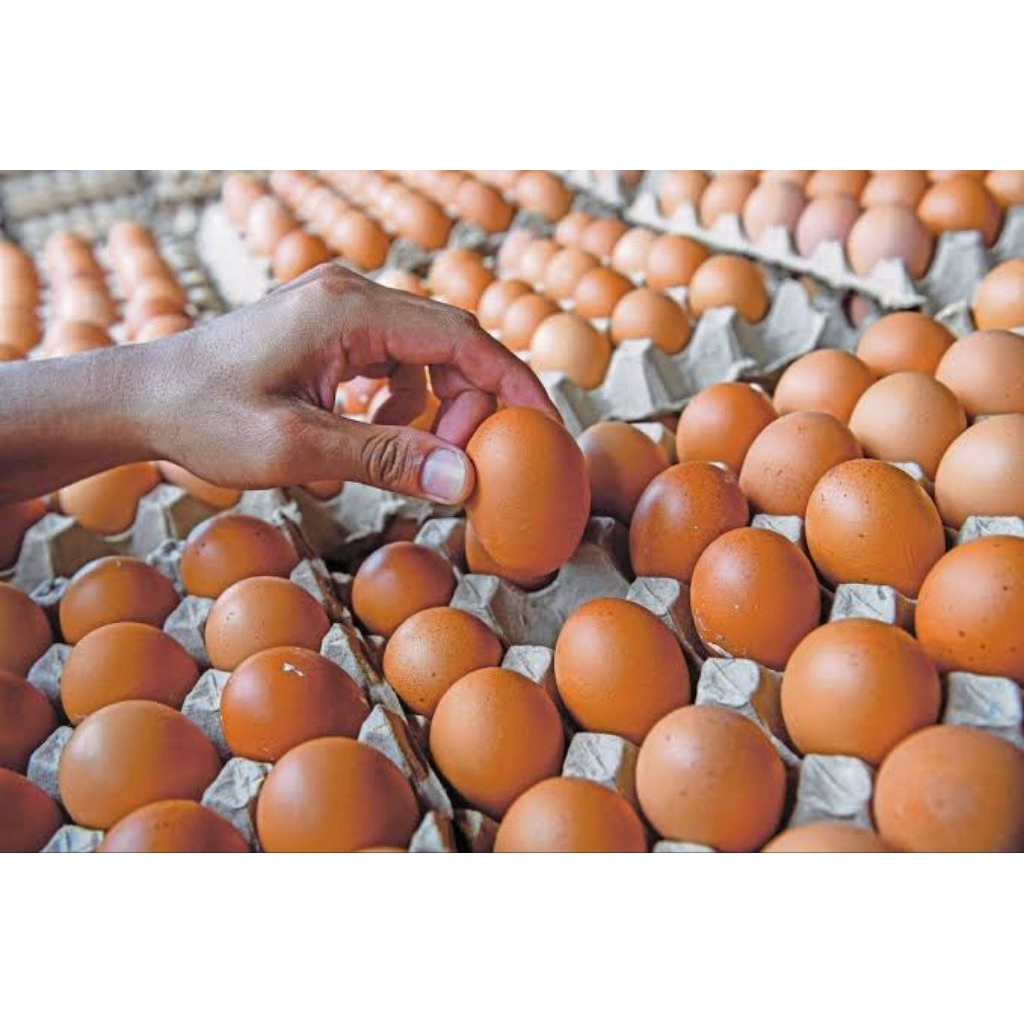 Telur ayam negeri/ telur asin mentah / telur puyuh/ telur ayam kampung
