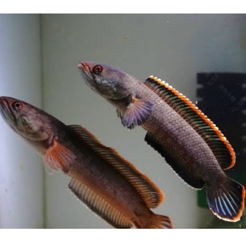channa limbata sepasang rim oranye size 3-5cm+pakan
