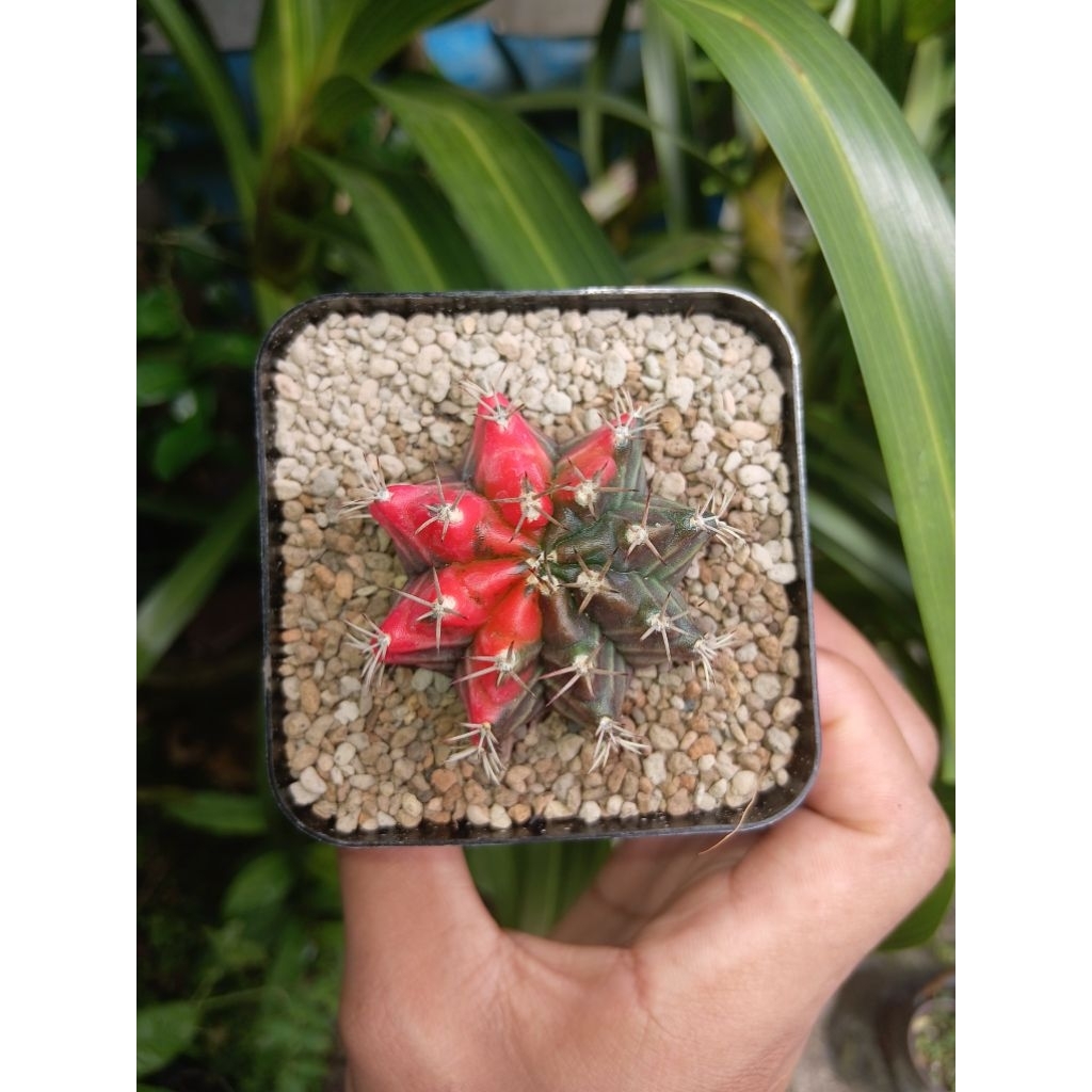 Gymnocalycium varigata red