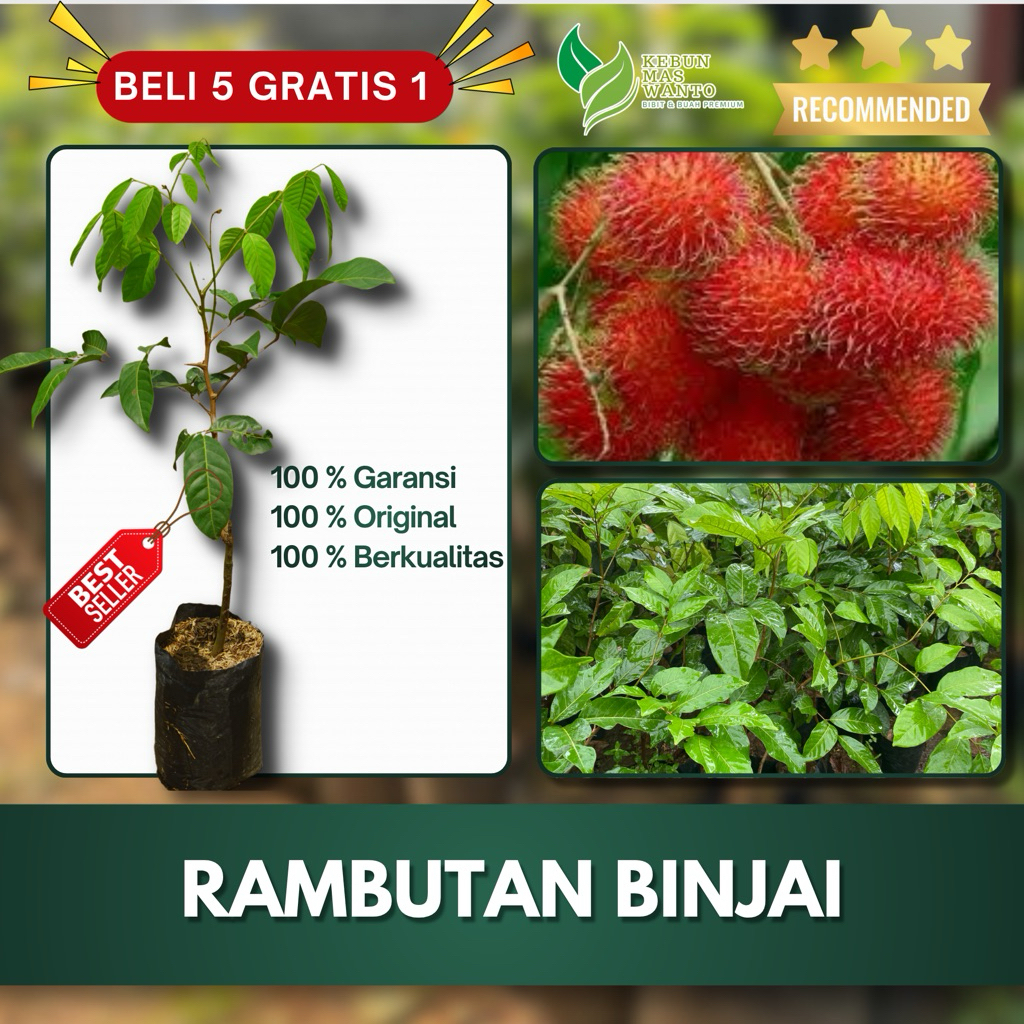 BIBIT BUAH RAMBUTAN VARIETAS BINJAI HASIL OKULASI-BIBIT RAMBUTAN BINJAI-BIBIT BUAH RAMBUTAN BINJAI