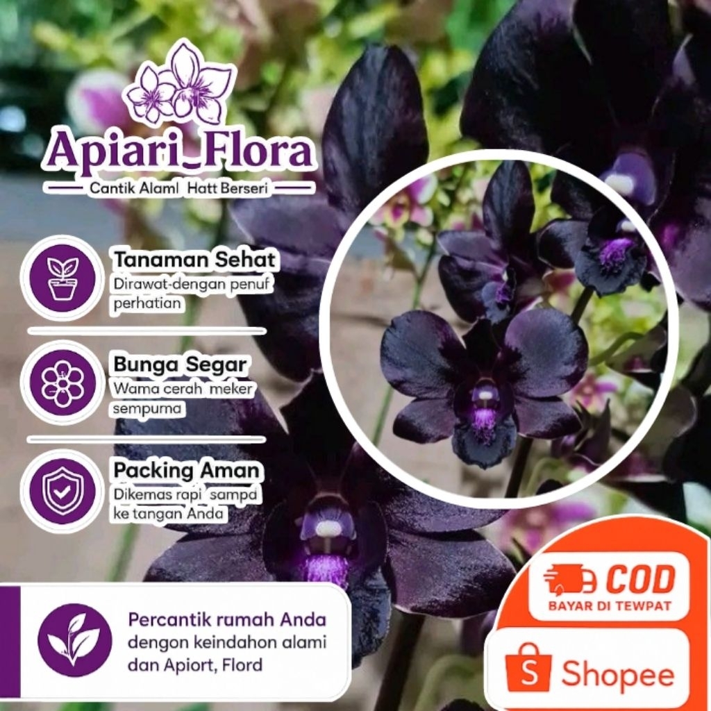 PROMO  Anggrek Hitam Papua Dendrobium Hybrid
