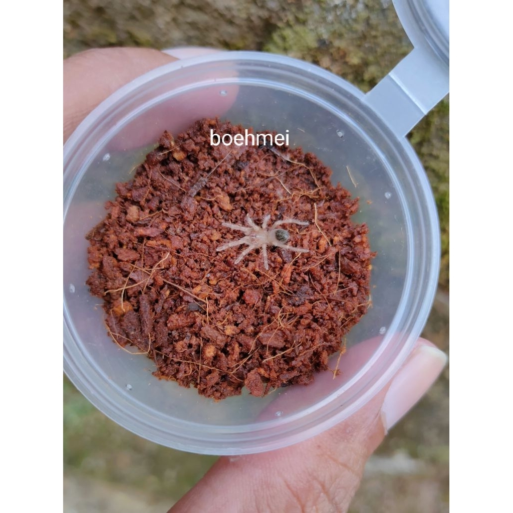 Brachypelma boehmei sling (pakan ikan)