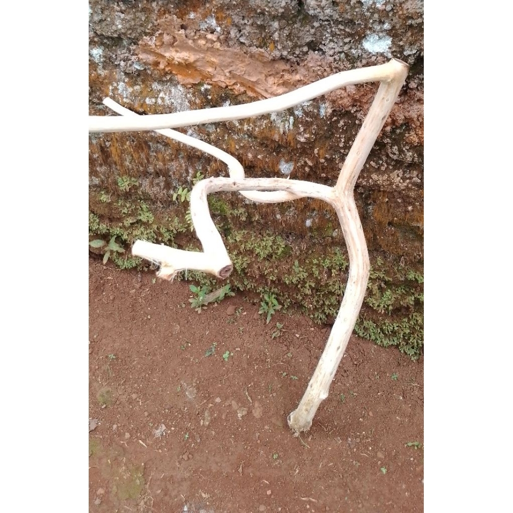 promo tangkringan burung Nuri/ pelatuk /tangkringan burung gereja 60cm