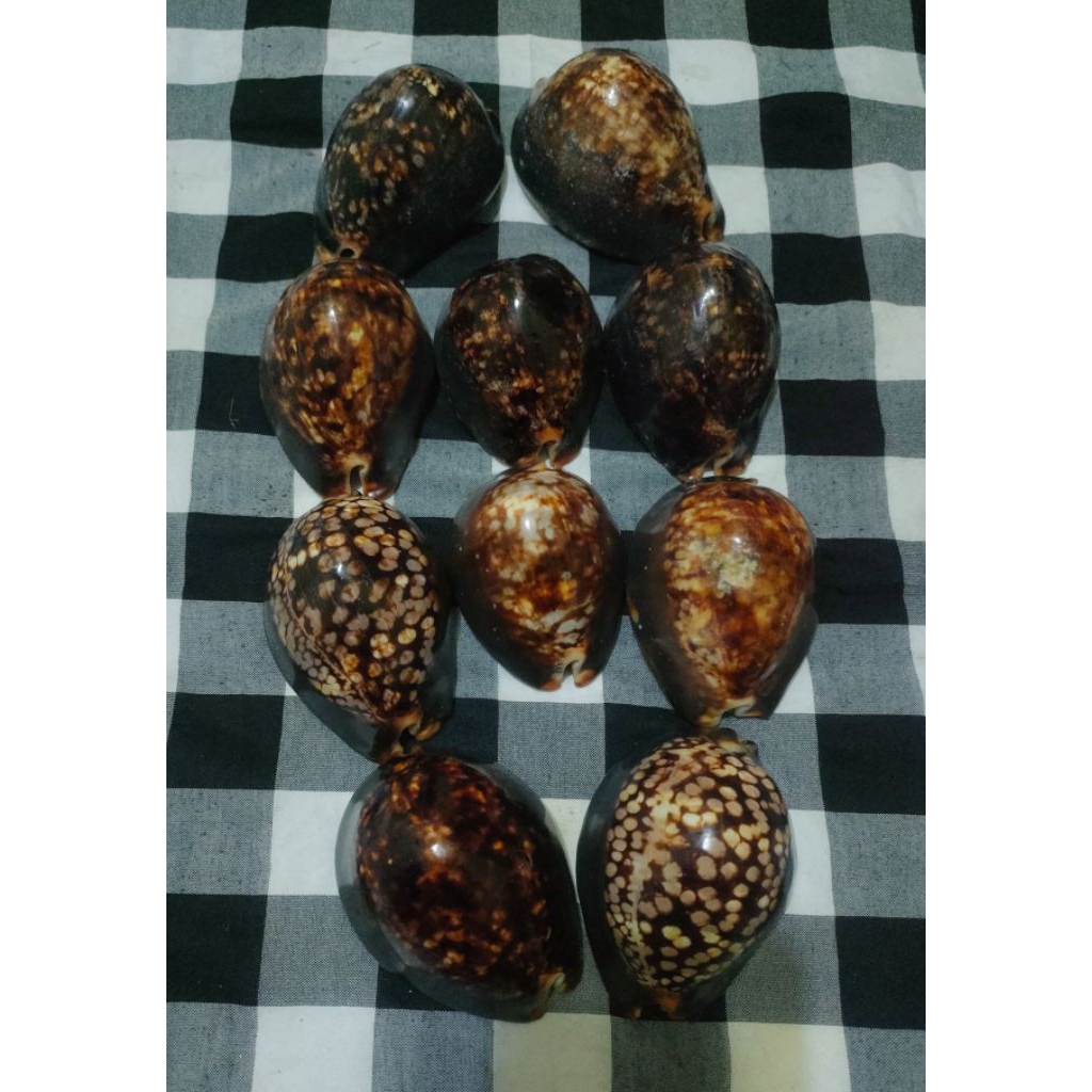 cyprea marutianus/cangkang kerang kuwuk unik