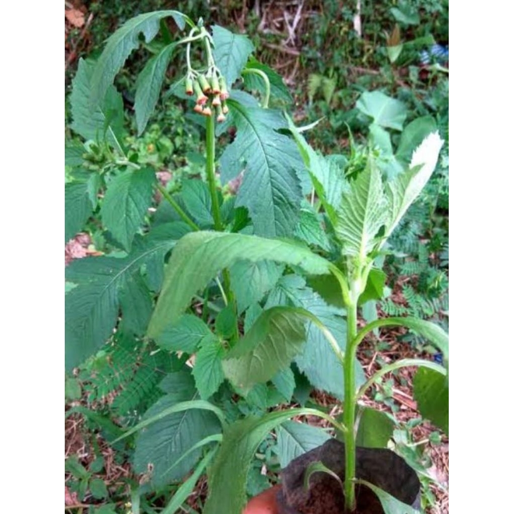 Terbaik Daun Sintrong Tanaman Sintrong Bibit Sintrong