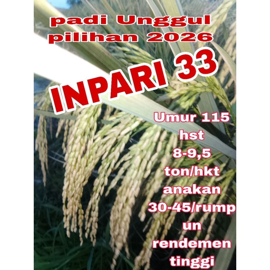 benih padi unggul Inpari 33, padi tahan cuaca dan hama kemasan 5kg