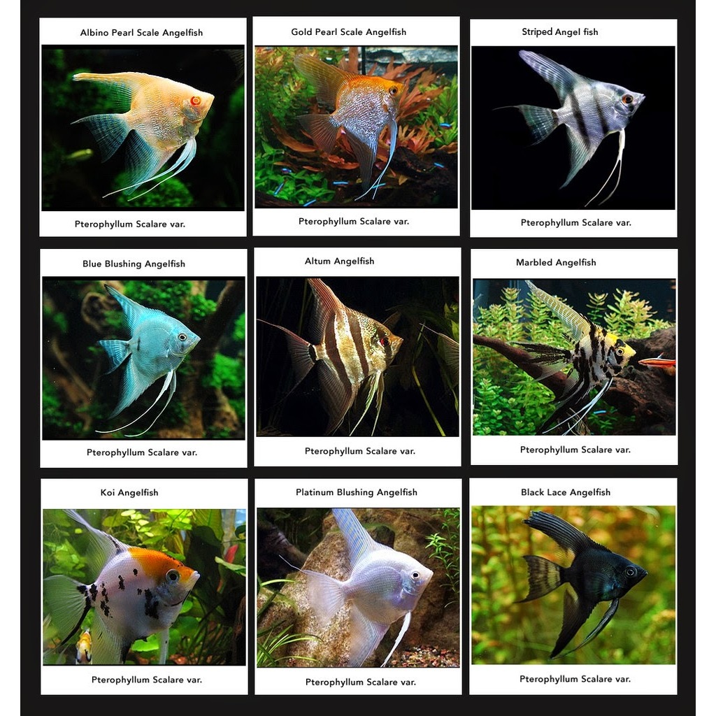 ( O ) Manfish BSP RED EYE TRICOLOR PLATINUM - ETALASE ( Team Kutu 9 )