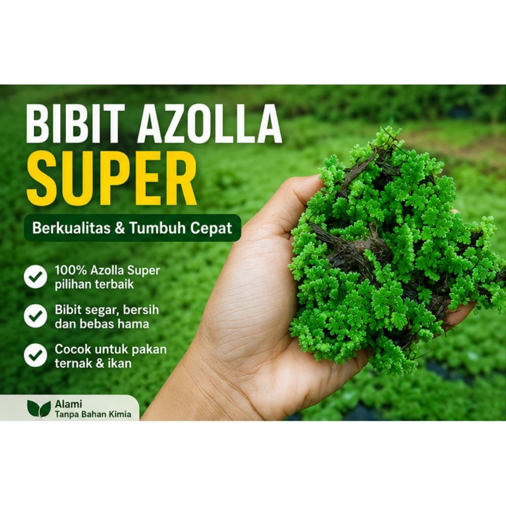 Bibit Azolla Super Segar Cepat Tumbuh | Pakan Bebek Ayam Ikan | Azolla Premium