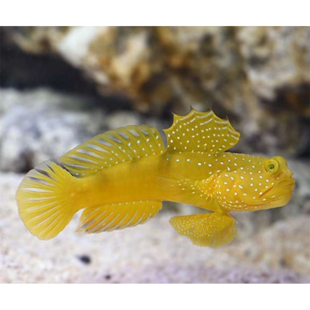 Ikan Hias Air Laut Jenis Jabing Kuning