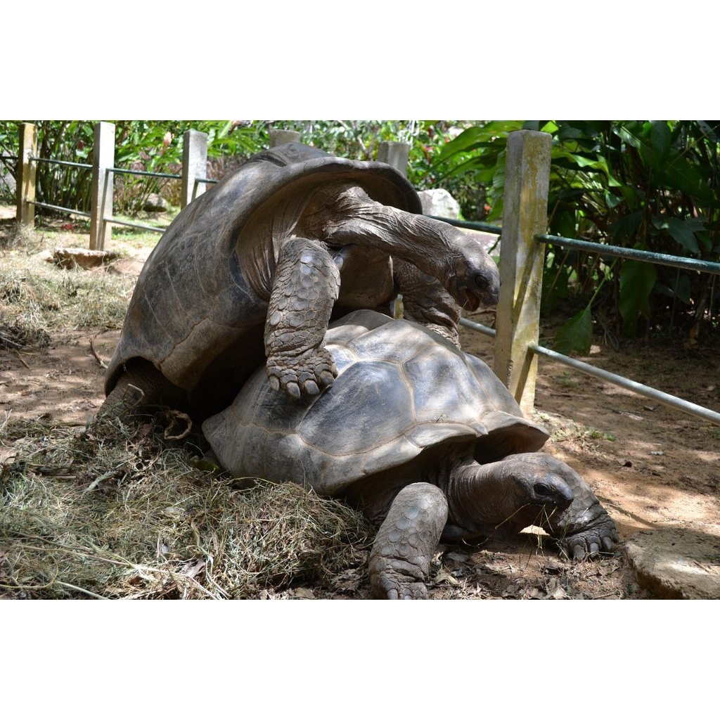 telur tetas kura-kura aldabra siap di tetaskan