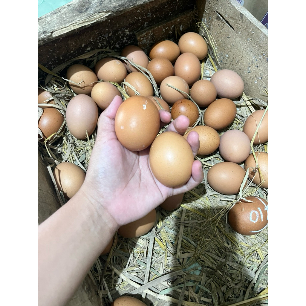 Teluar ayam negeri 1 kg (paiton-prob)
