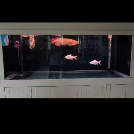 DIJUAL CEPAT MURAHHHH AQUARIUM MINIMALIS 2 METER FULLSET TERMASUK IKAN ARWANA SUPER RED 50CM LENGKAP