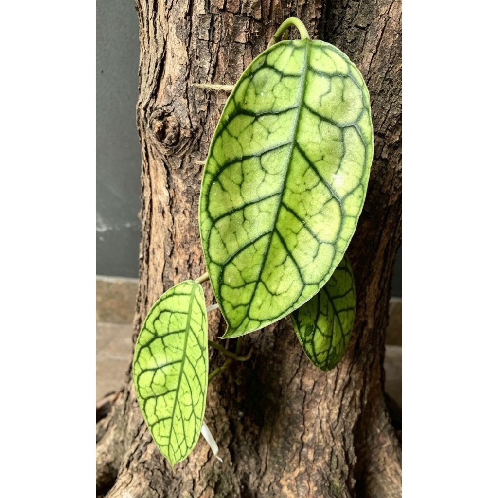 hoya kellistopylla sp