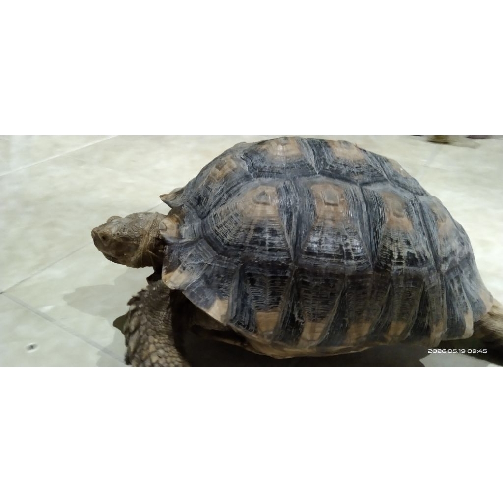 kura kura sulcata betina besar jumbo 40 cm hidup