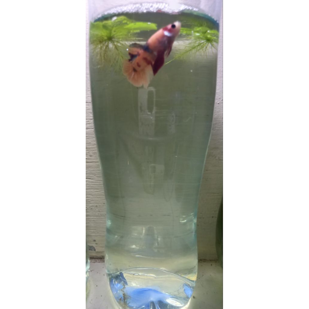 Soliter cupang Tanpa Lekukan / Botol plastik 1,5L