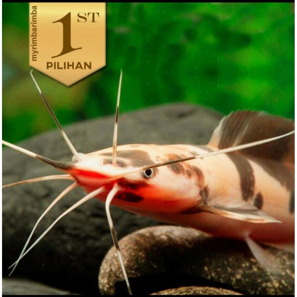 Mini Lele Sapi Belang Clarias Catfish Ikan Hias Aquarium Aquascape