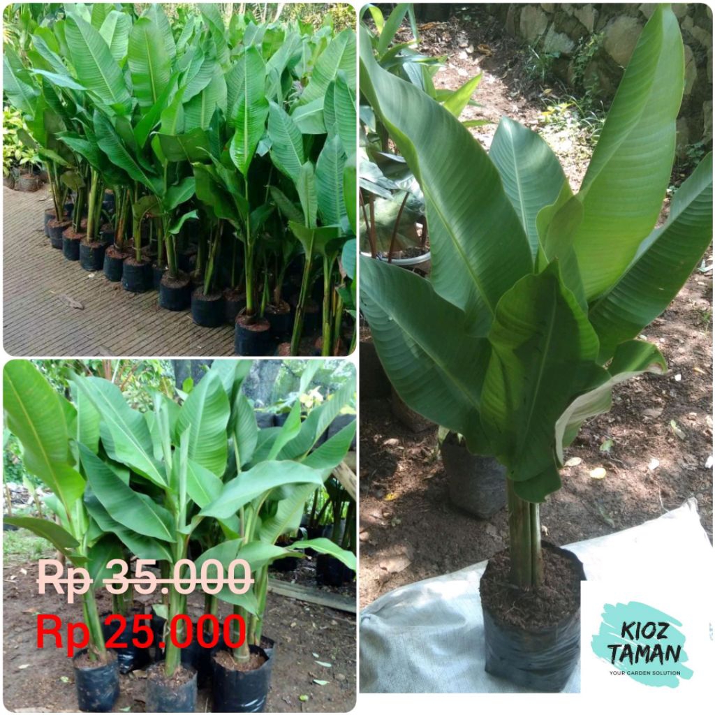 Tanaman Hias Pisang Karibay Pohon Pisang Karibay Bihay