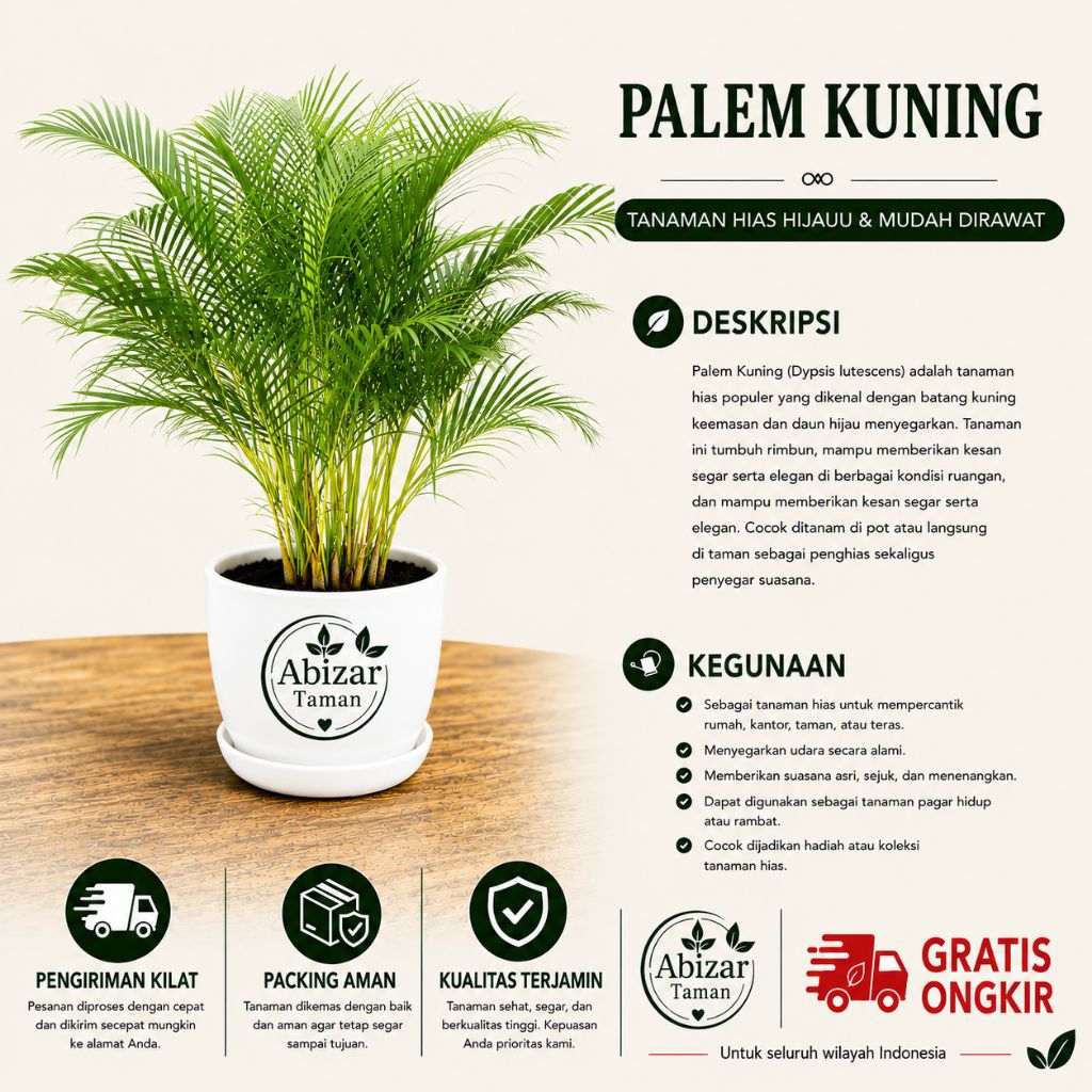 Tanaman Palem kuning Big Berkualitas Daun Rimbun Batang Besar. Palem Kuning Murah