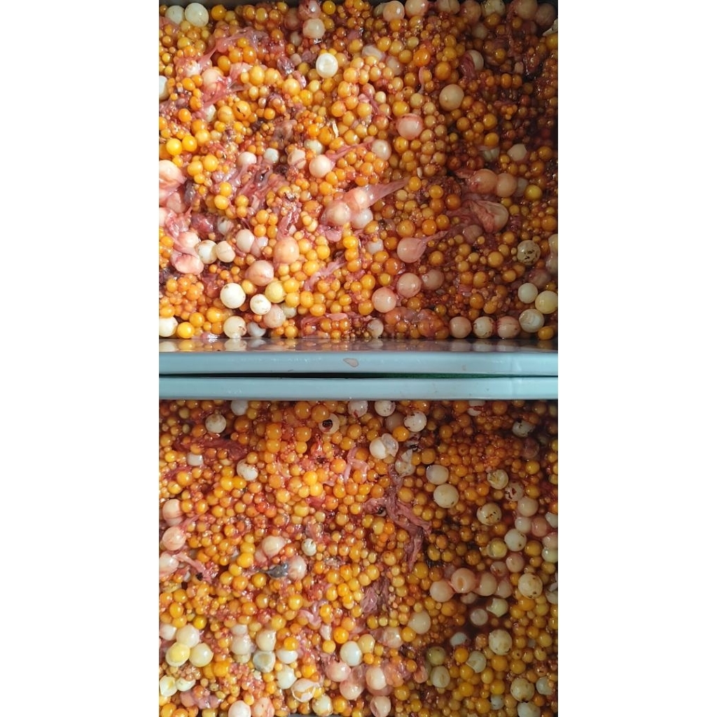 umpan Galatama lele telur bulus