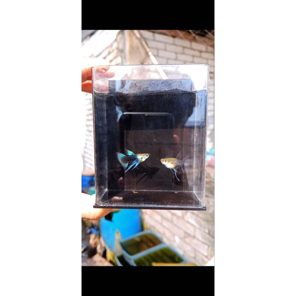 karbol guppy mix ribbon