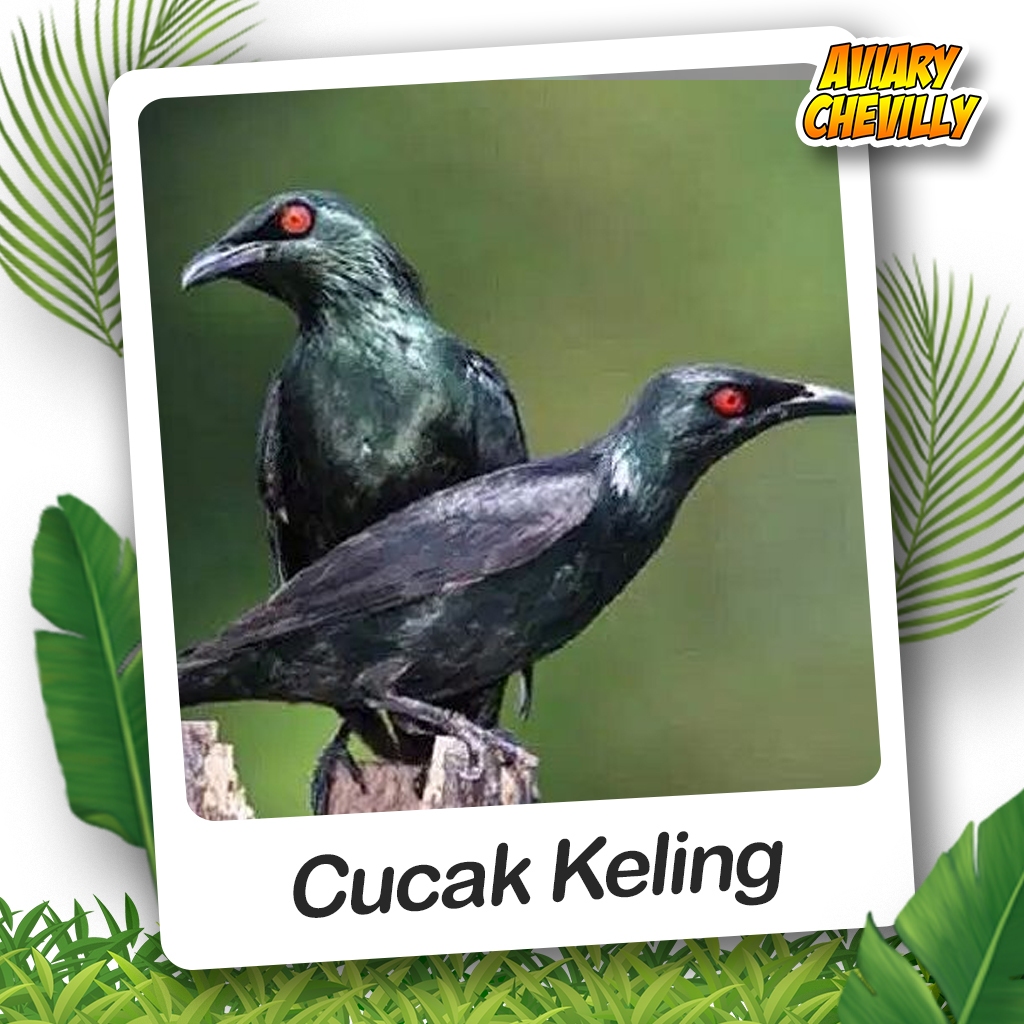 CUCAK KELING