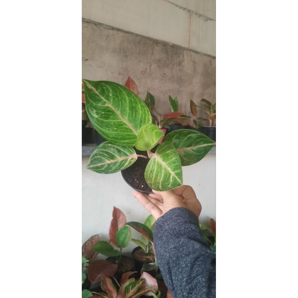 Aglonema Ayundini daun 5