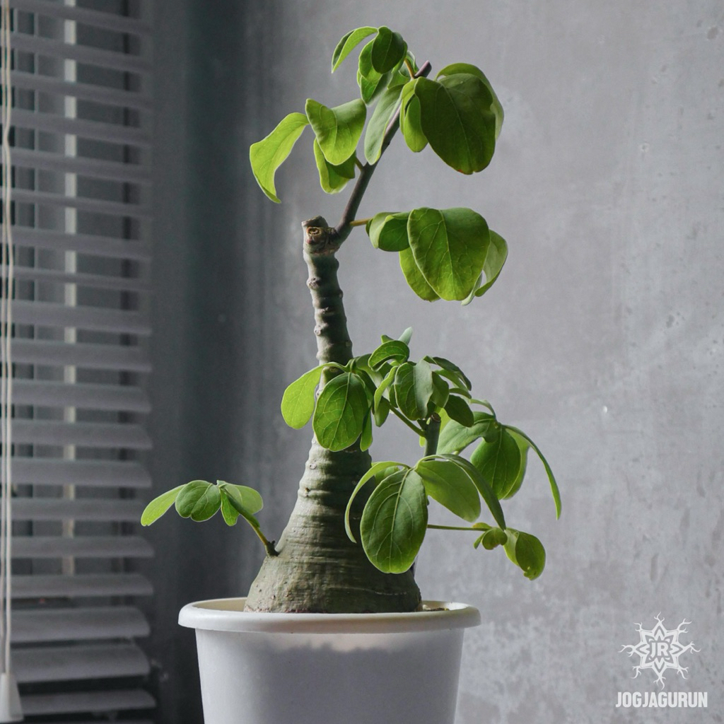 Adenia Glauca Tanaman Caudex