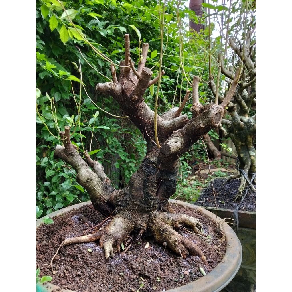 Bonsai Bagus Beringin Kimeng