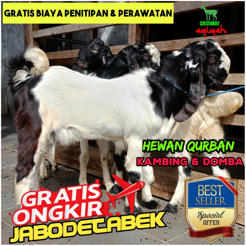 Kambing Qurban Jantan / Domba Qurban / Aqiqah / Akikah / Kekah / Qurban / Kurban / Kambing Jantan / 