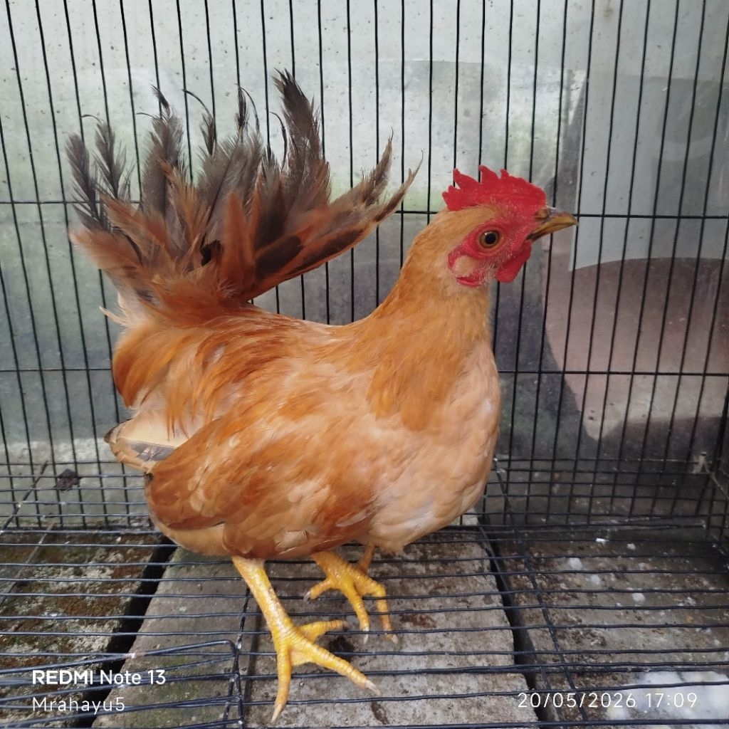 ayam kate jantan remaja