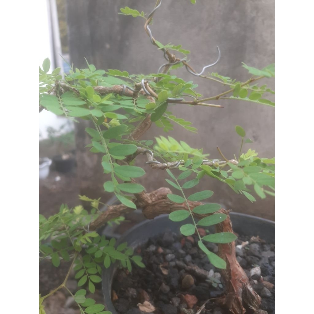 Bonsai Bahan Asem Saraf Unik 2 Sesuai Foto