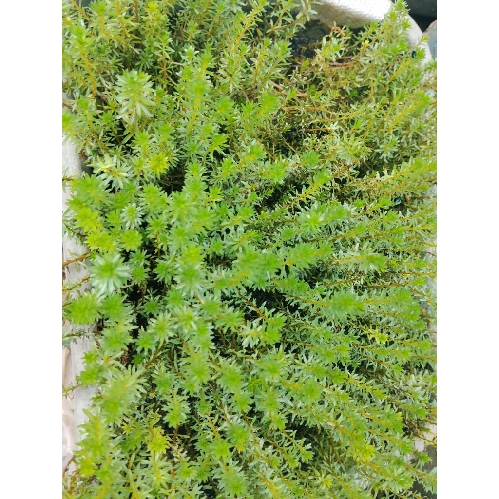 Rotala Mexicana bangladesh