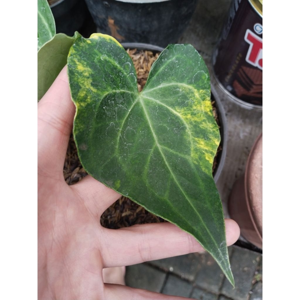 anthurium clarinervium varigata orange F1