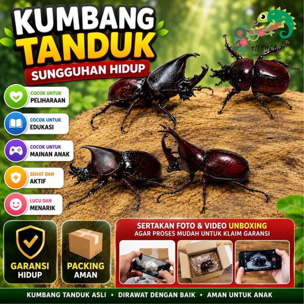 koleksi kumbang tanduk kumbang badak orcytes rhinoceros murah | display