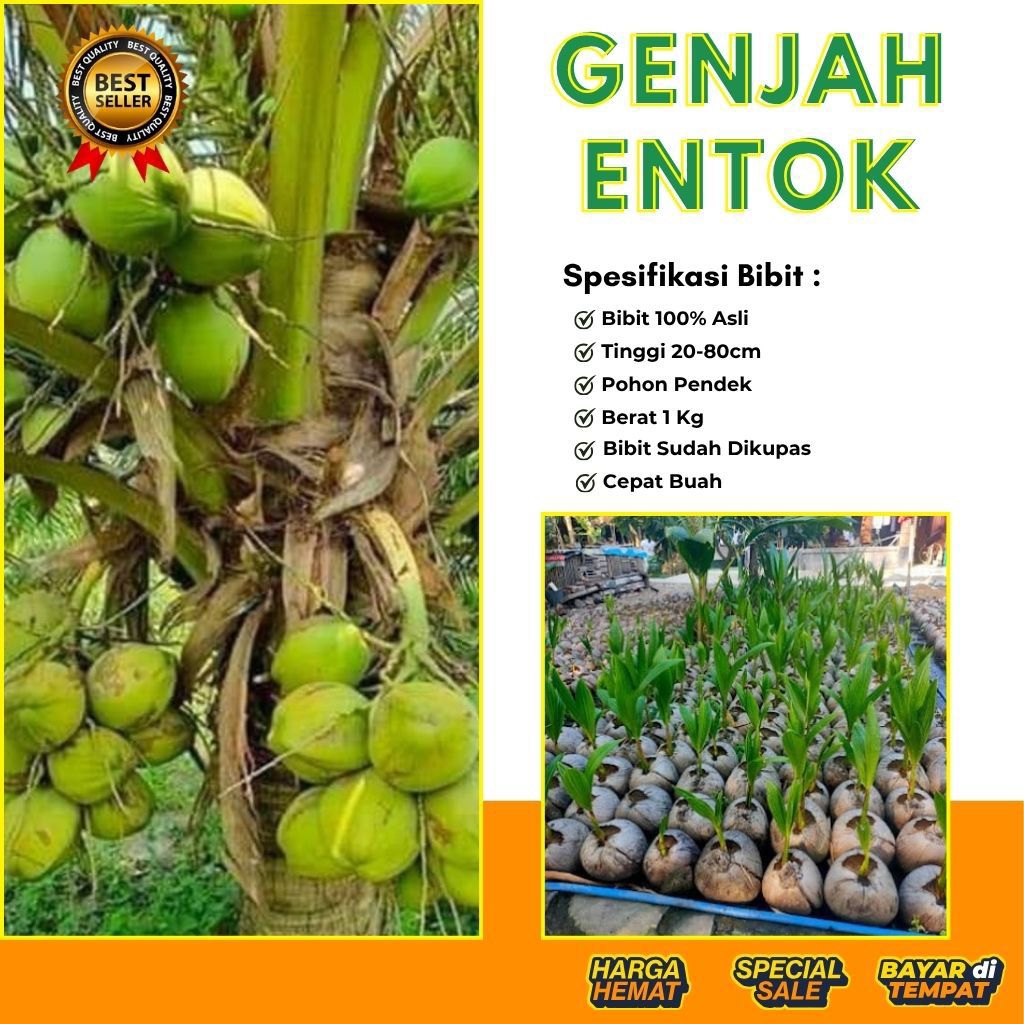 TERBAIK  Bibit Kelapa Genjah Entok, Bibit Kelapa Genjah Entok Bersertifikat, Bibit Kelapa Genjah Ent