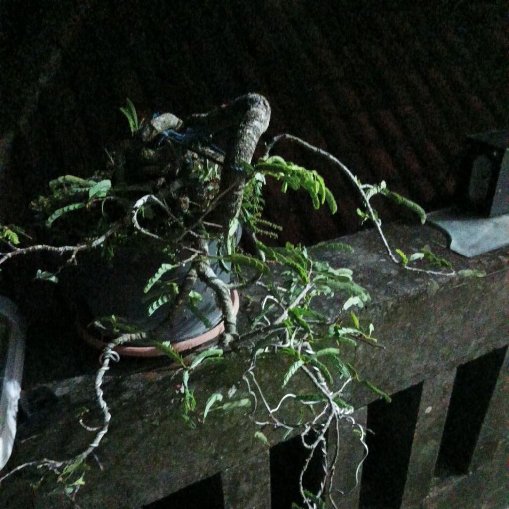 paket 5 tillandsia