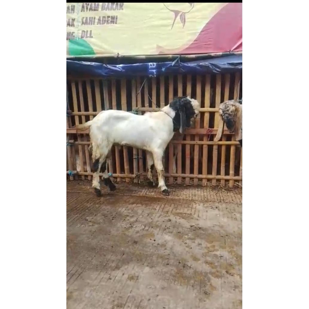 Kambing QURBAN Jantan Tinggi 80 cm BB 45 Kg