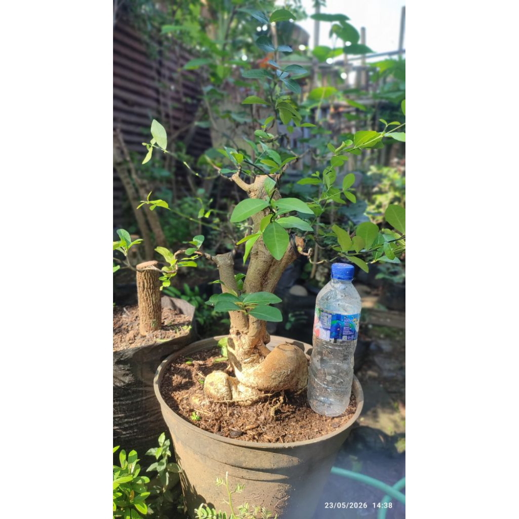 bonsai sianci/bahan bonsai