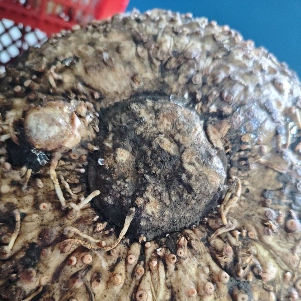 umbi suweg